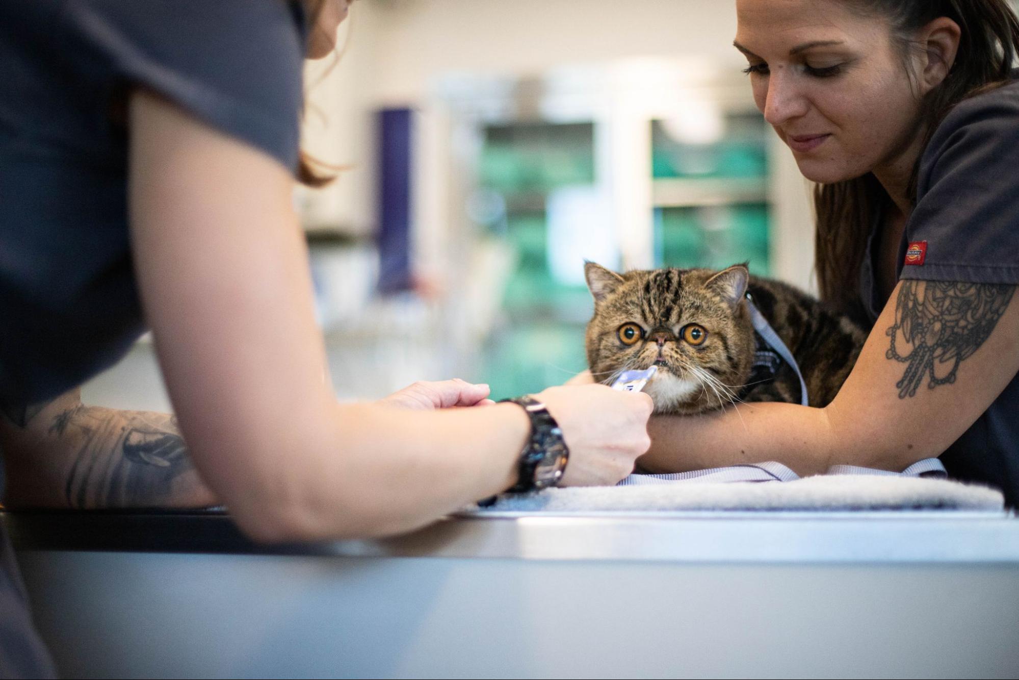 PetDesk - 9 Hydration Tips Every Pet Parent Should Know