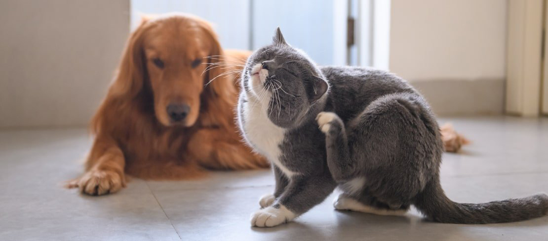 5 Facts You Didn’t Know, But Should, About Fleas