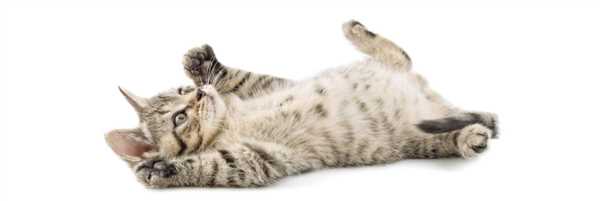 Bradley Hills Animal Hospital