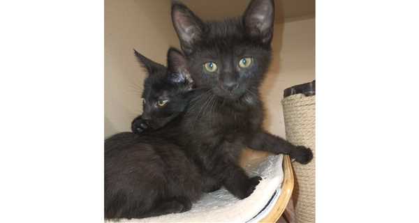 Earth Angels Veterinary Hospital