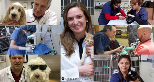 Laurel Pet Hospital
