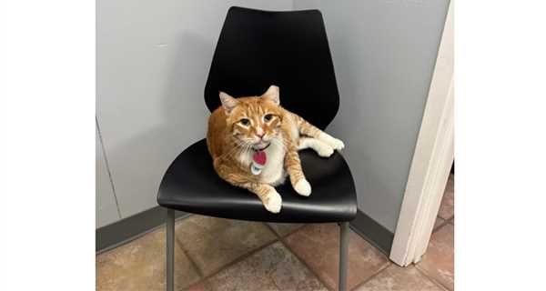 South Arlington Animal Clinic
