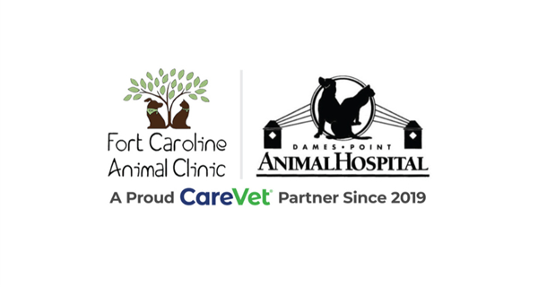 Dames Point Animal Hospital