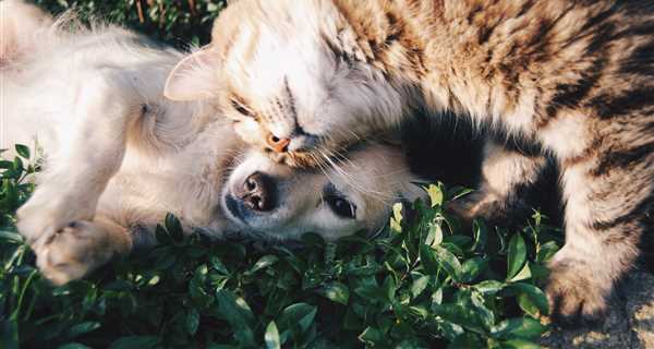 Heart of Ankeny Animal Hospital