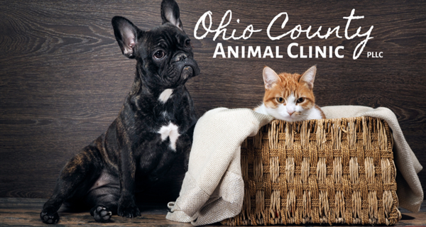 Ohio County Animal Clinic, PLLC