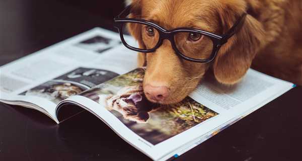 Shaver Road Animal Hospital