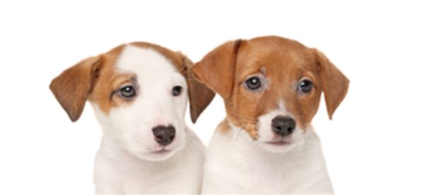 Glencoe Animal Hospital