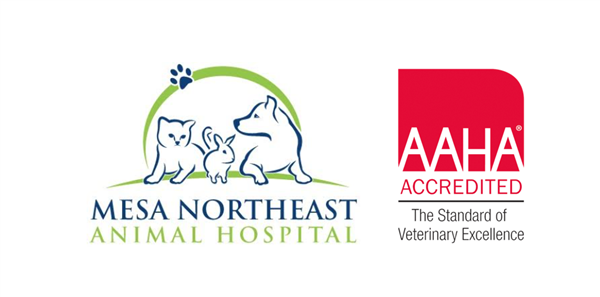 Mesa Northeast Animal Hospital