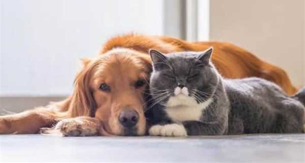 Brandermill Animal Hospital