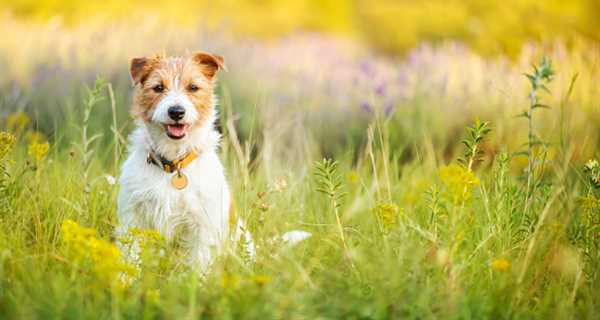 Camden Animal Hospital